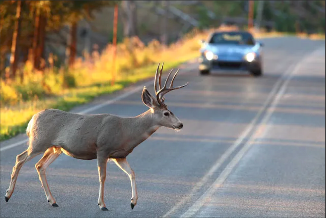 How to Avoid Hitting a Deer