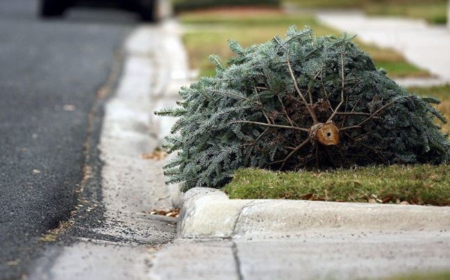 How to Recycle Your Christmas Tree